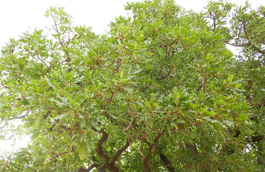 composition karite 900x584