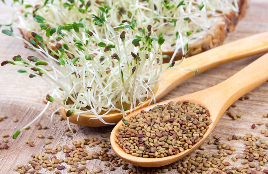 composition alfalfa 900x584