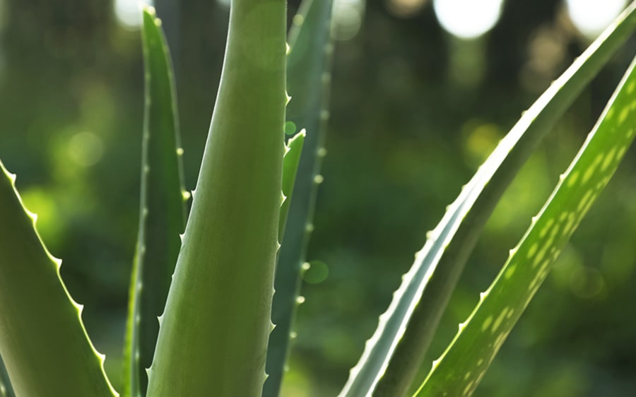 Aloe Vera