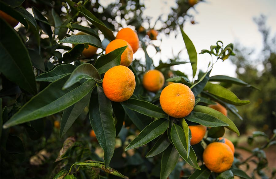 composition clementine 1 900x584