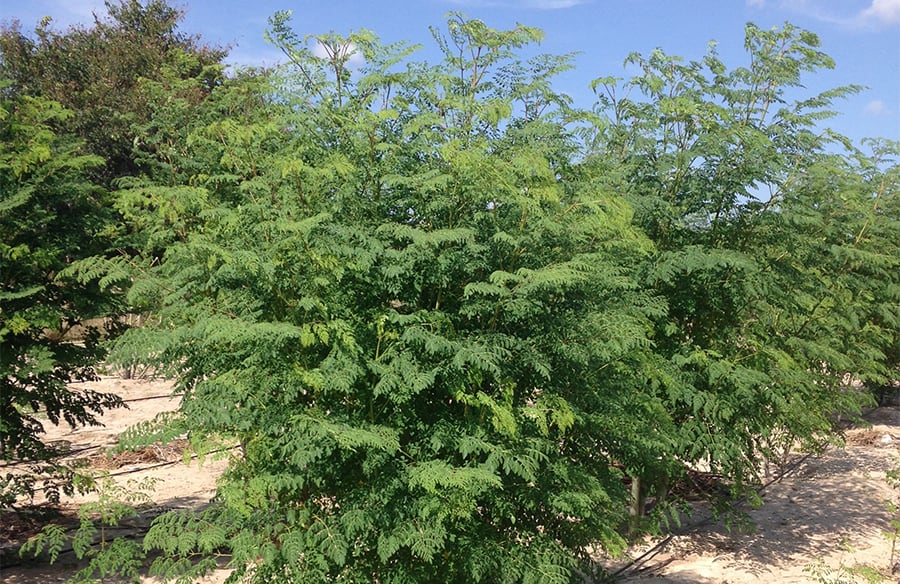 composition moringa 1 900x584