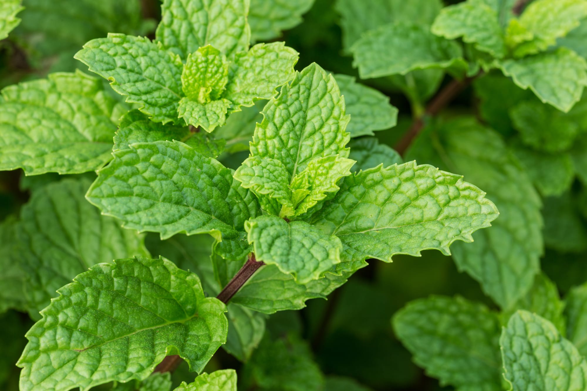 Menthe Poivrée
