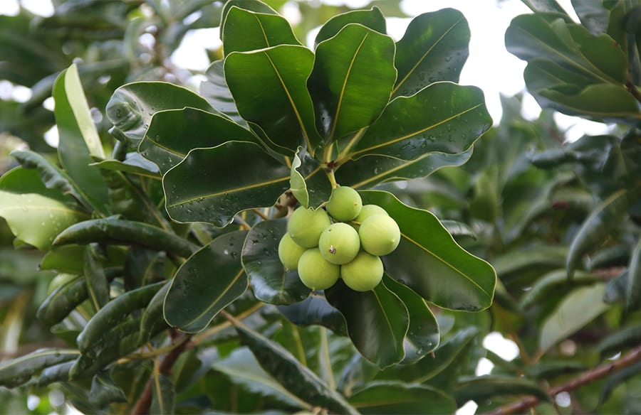 composition calophylle 1 900x584