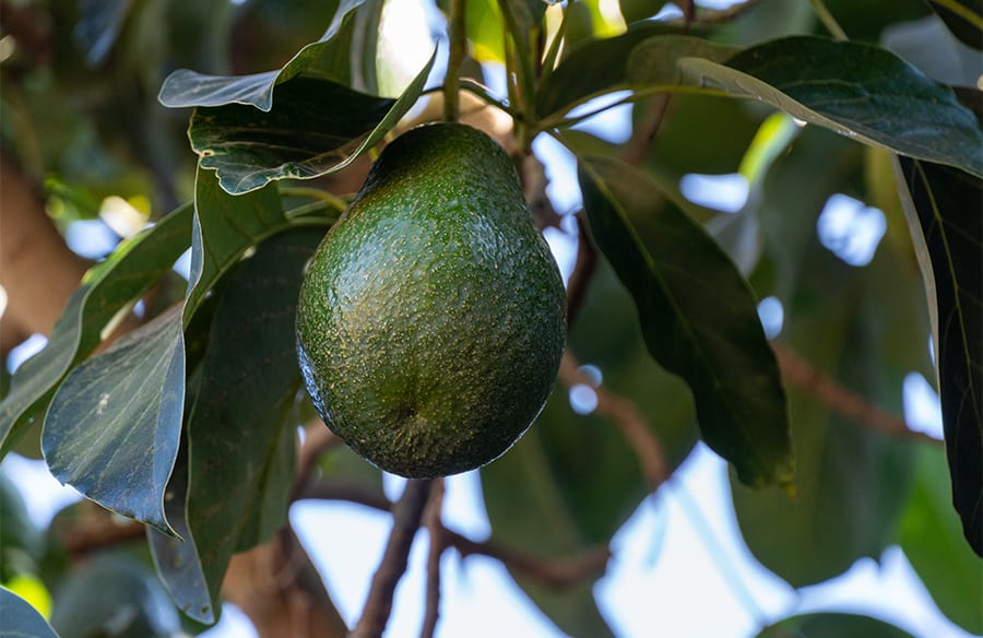 composition avocado 1 900x584