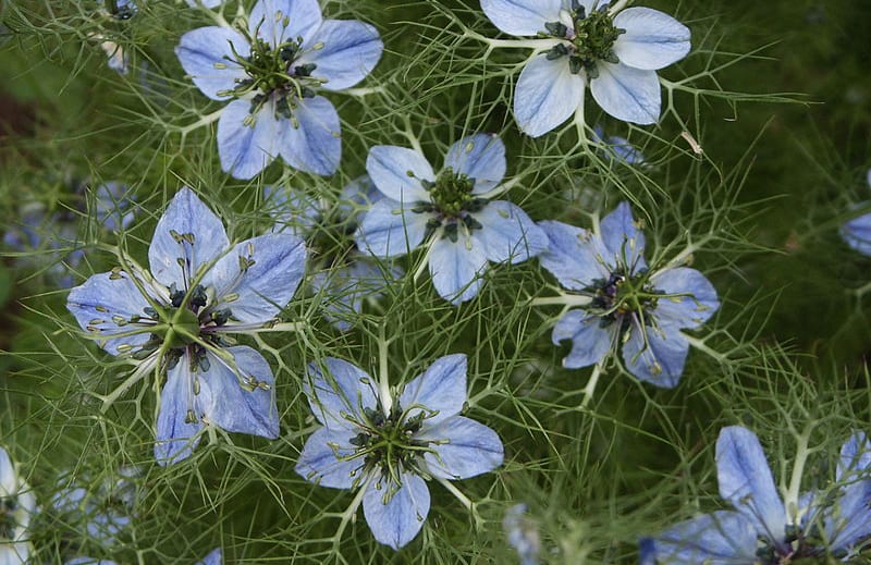composition nigelle 1 900x584