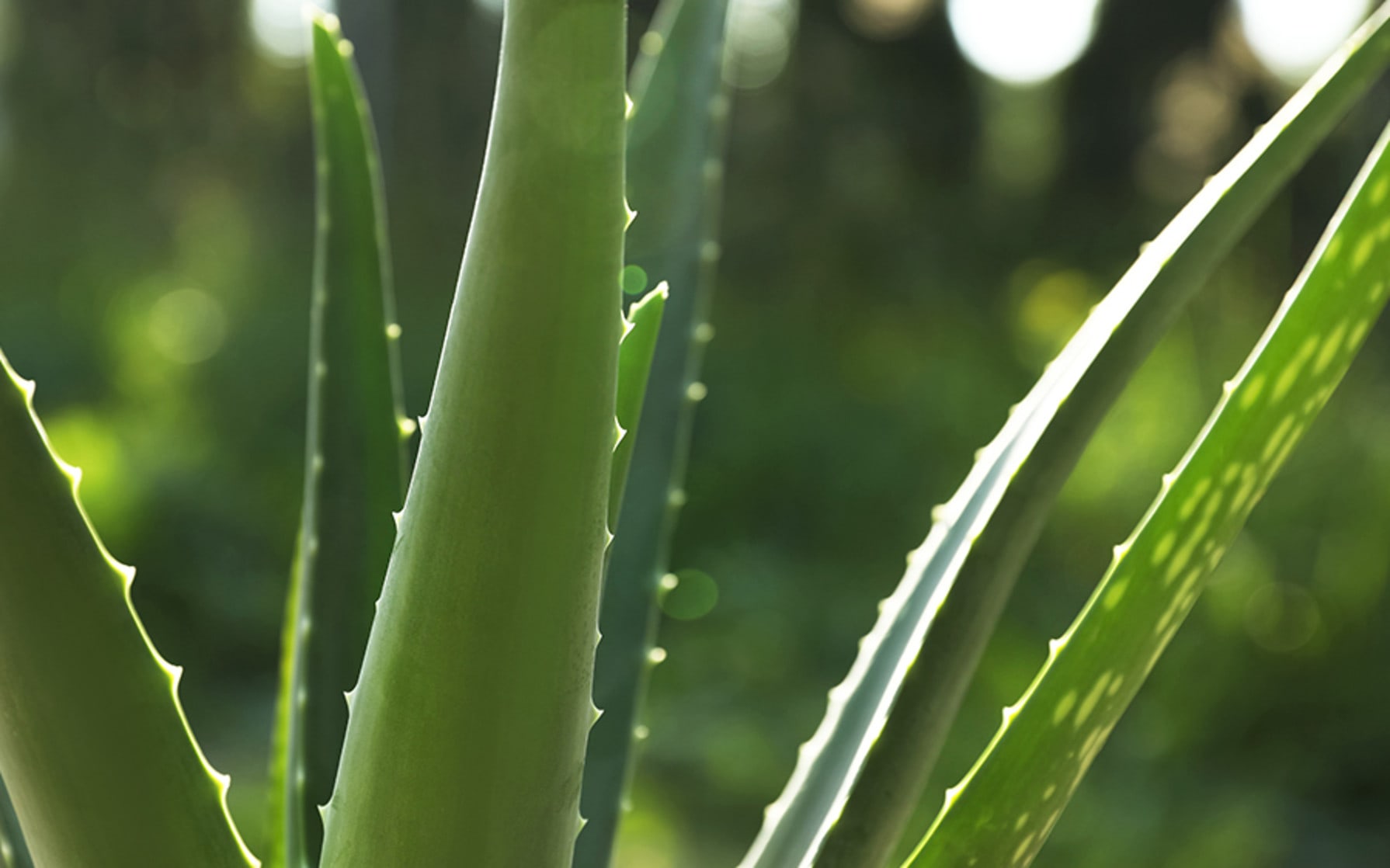 Aloe Vera