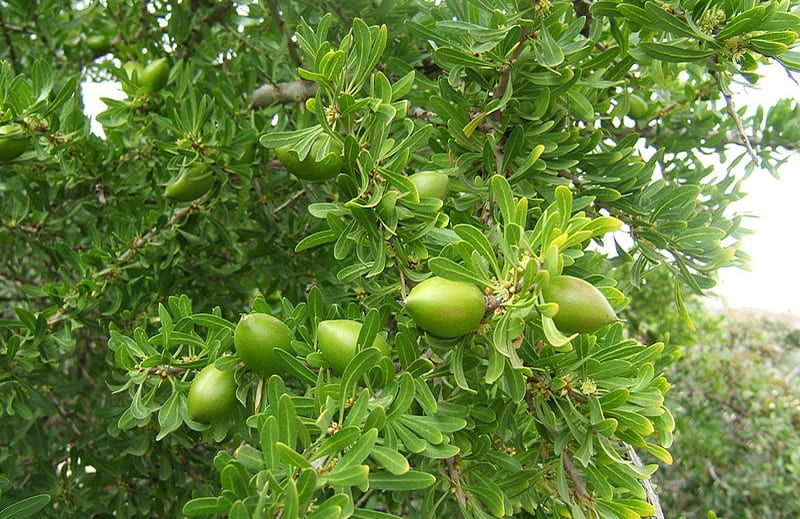 composition argan 900x584