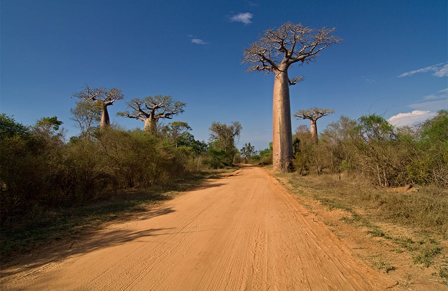 composition baobab 2 900x584