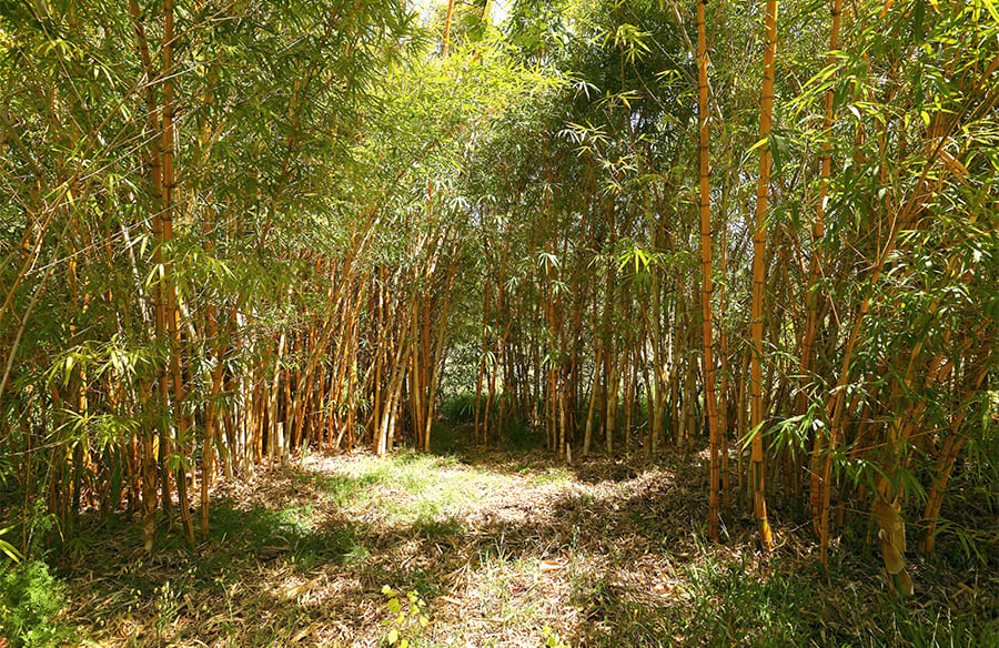 composition bambu 1 900x584