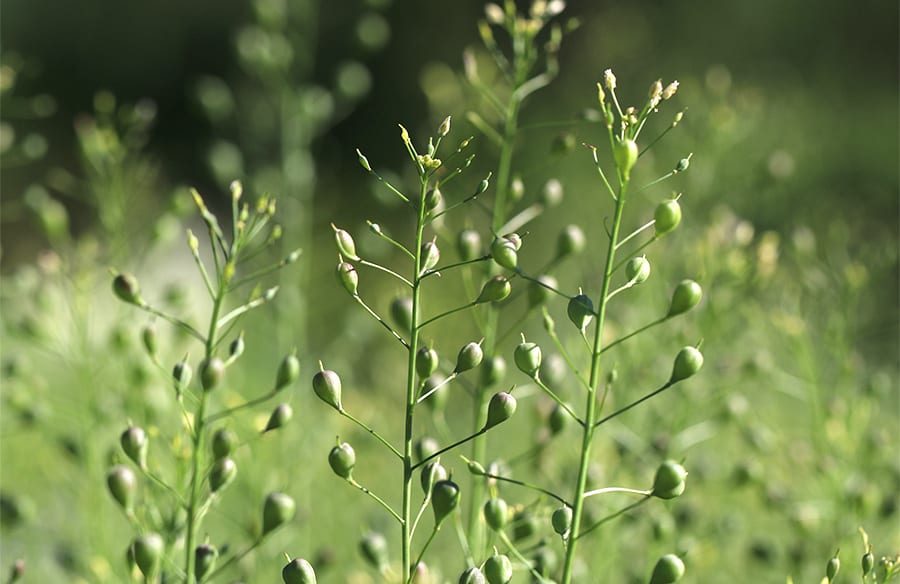 composition camelina 1 900x584