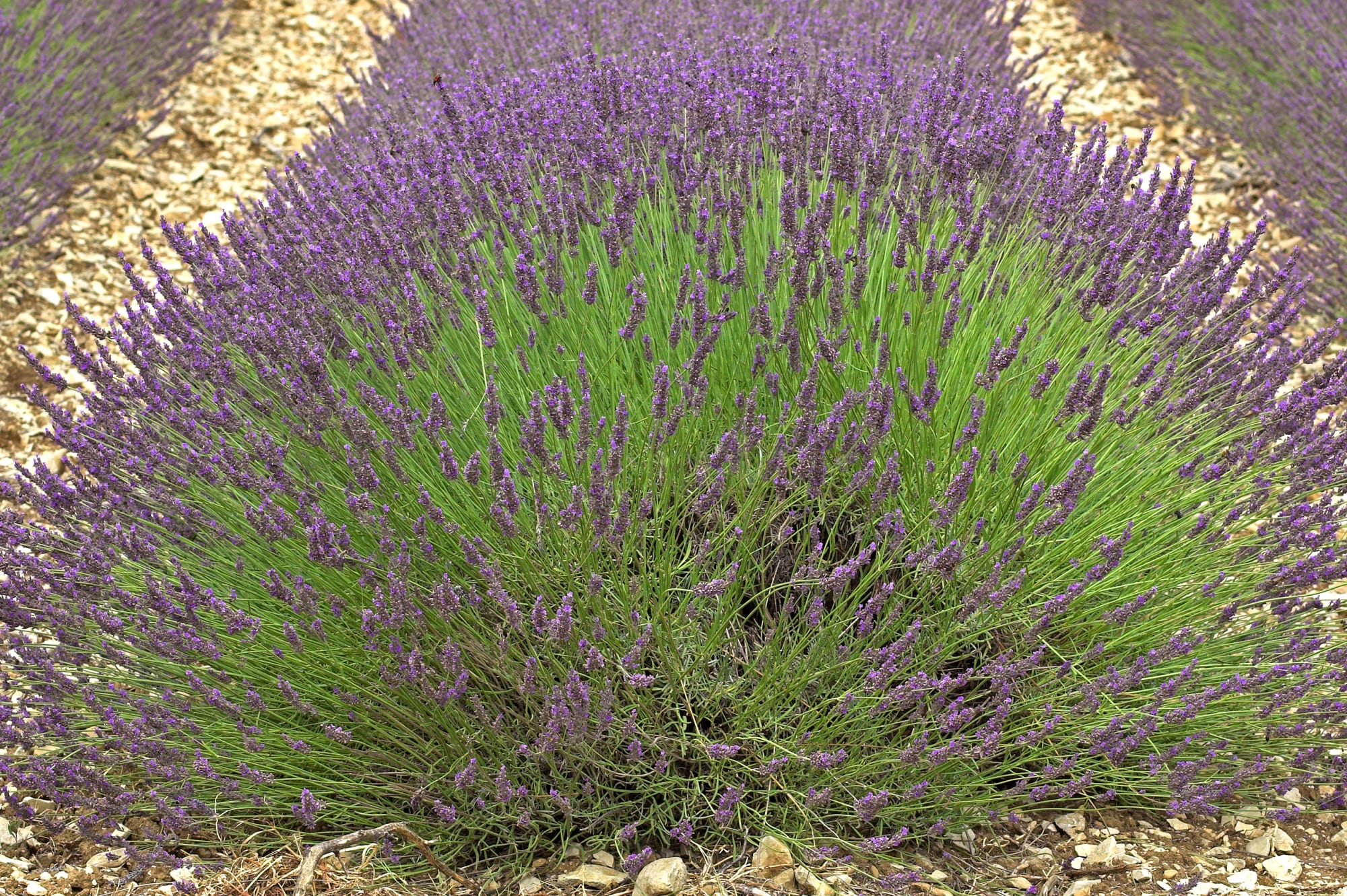 composition lavanda 1 900x584