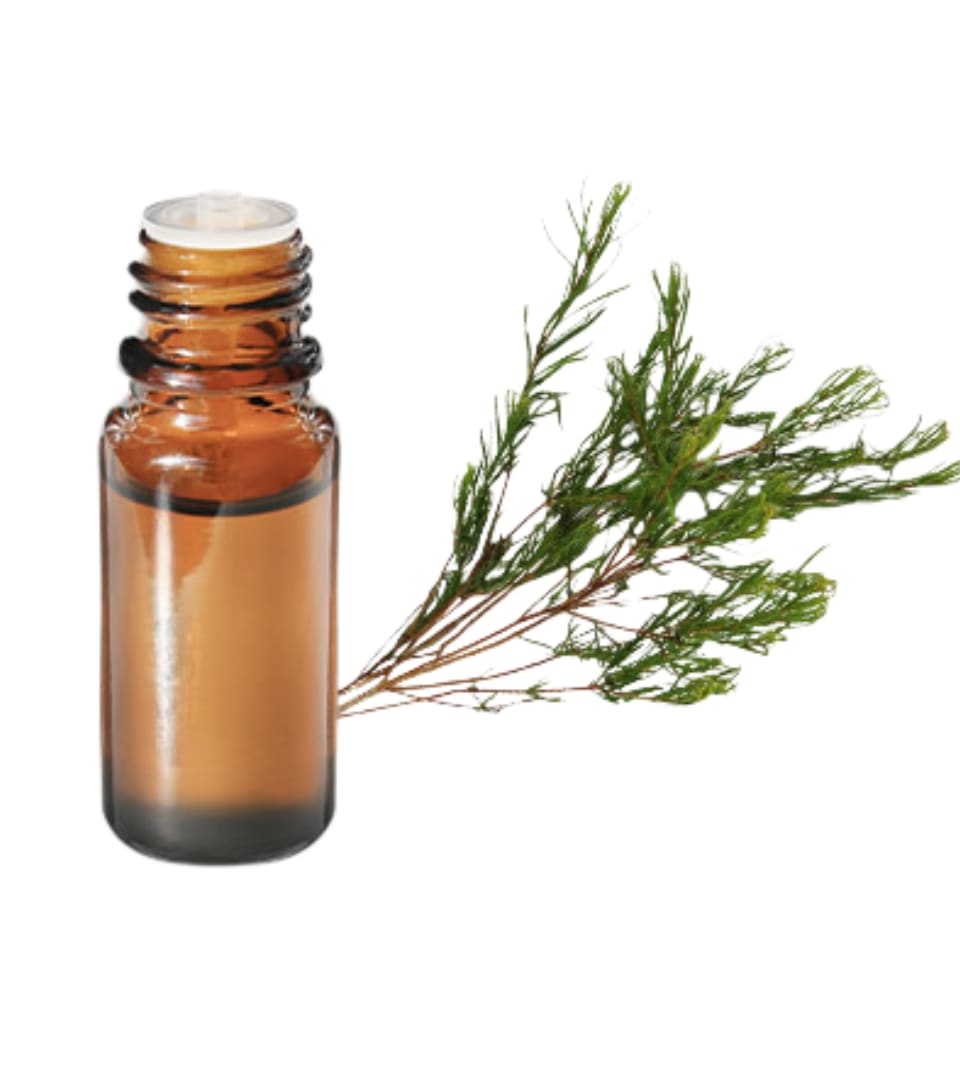 tea tree