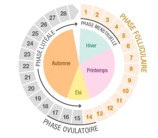 Phase_folliculaire2.webp