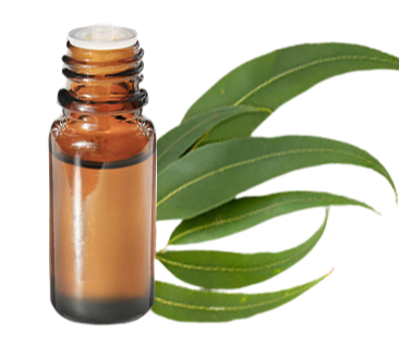 FT-Plante HE-Eucalyptus-radie-removebg-preview
