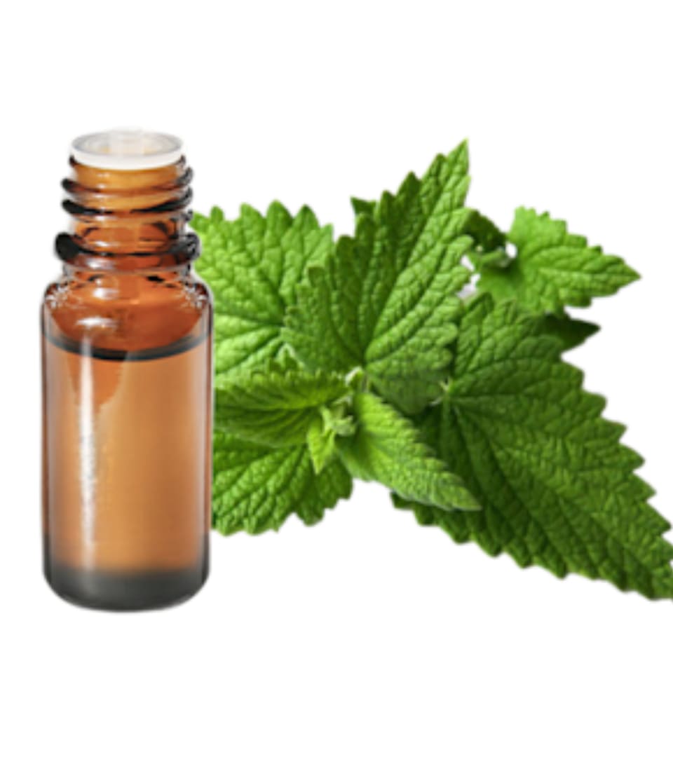 Menthe poivrée