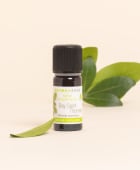 Bay Rum Tree Essential Oil