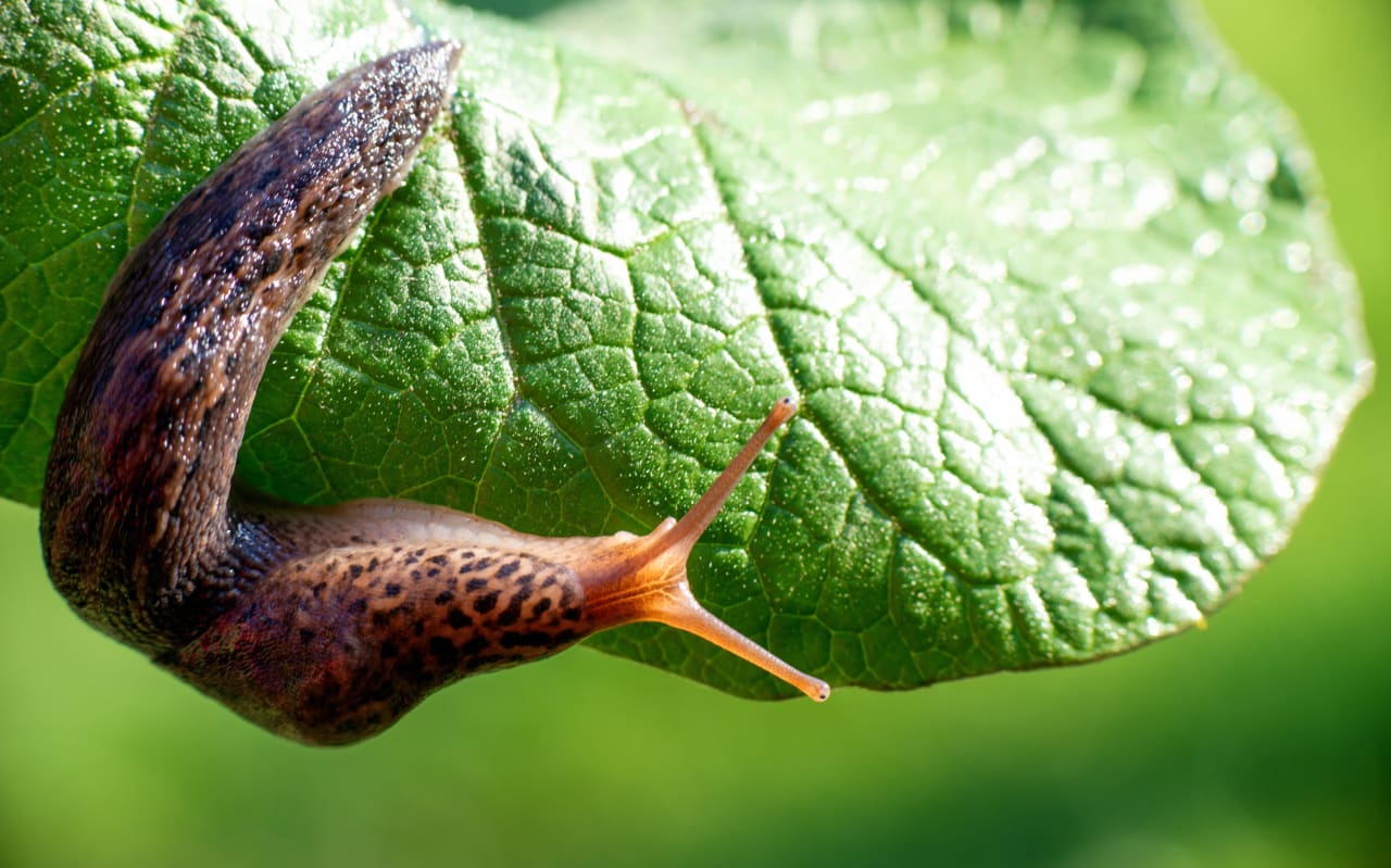 Une méthode pour lutter contre les limaces efficacement au naturel