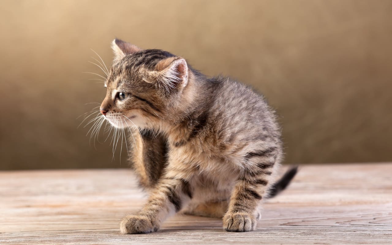 Quel anti-puce naturel pour les chats ?