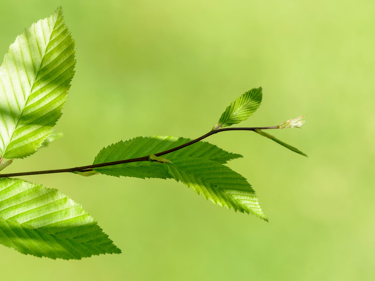 L'Orme Champêtre (Ulmus minor) : les bienfaits de ses bourgeons et nos conseils d'utilisation