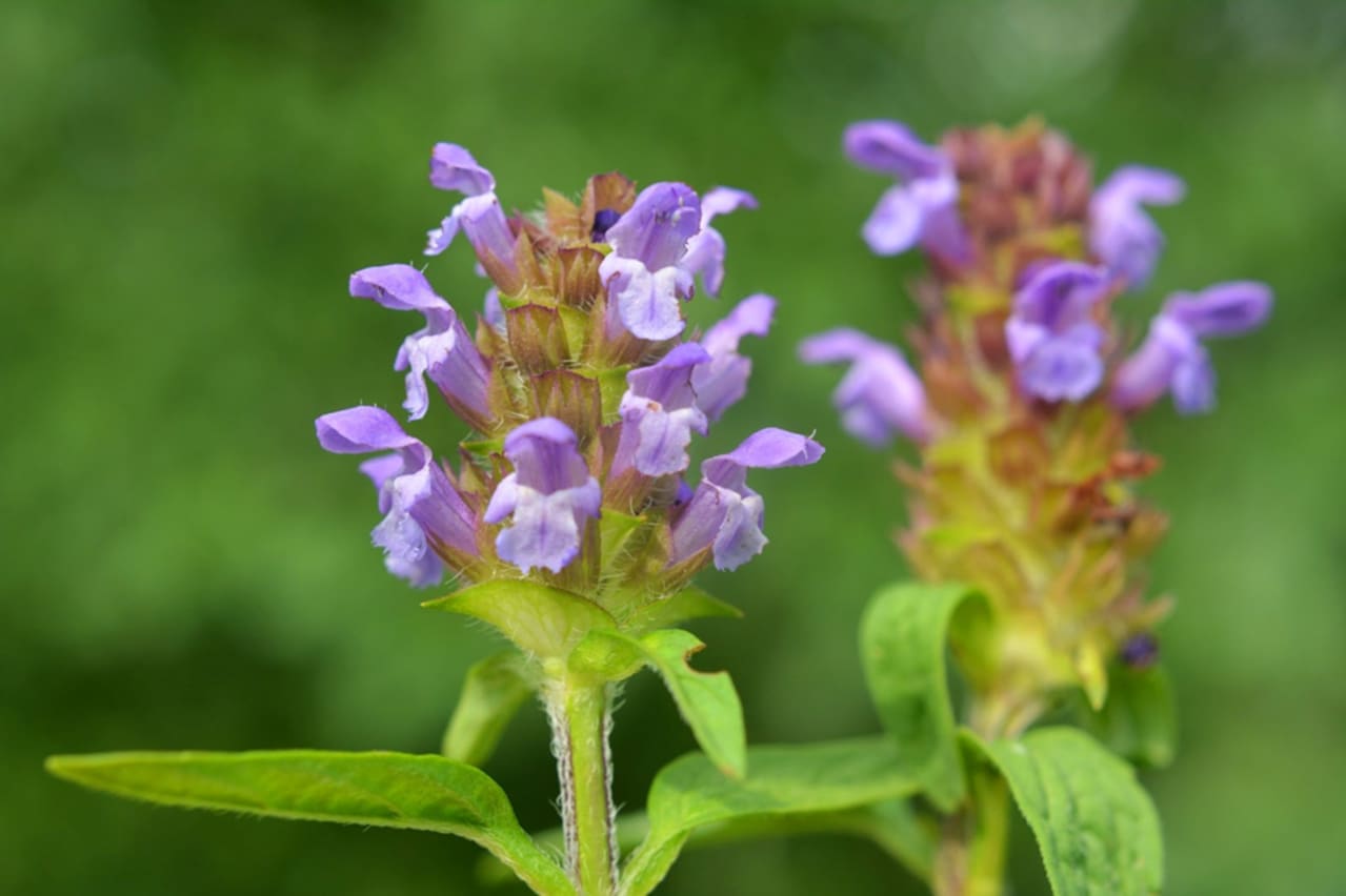 Brunelle commune (Prunella vulgaris) : définition, propriétés et bienfaits
