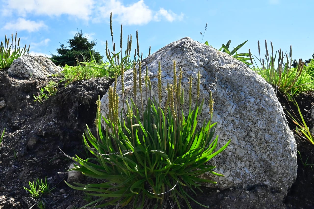 Les bienfaits et utilisations du Plantain