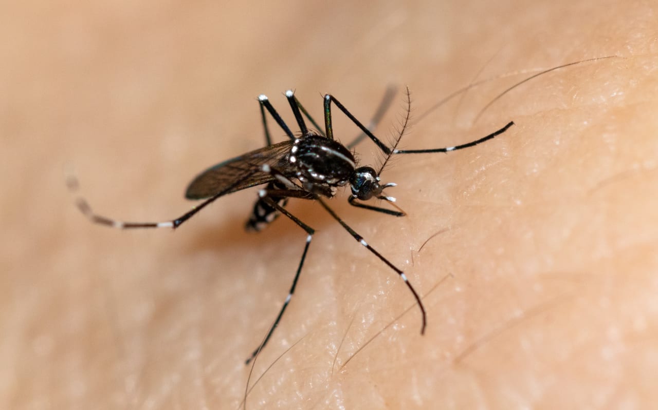 Chikungunya: sintomi, cause e come proteggersi dalla zanzara tigre