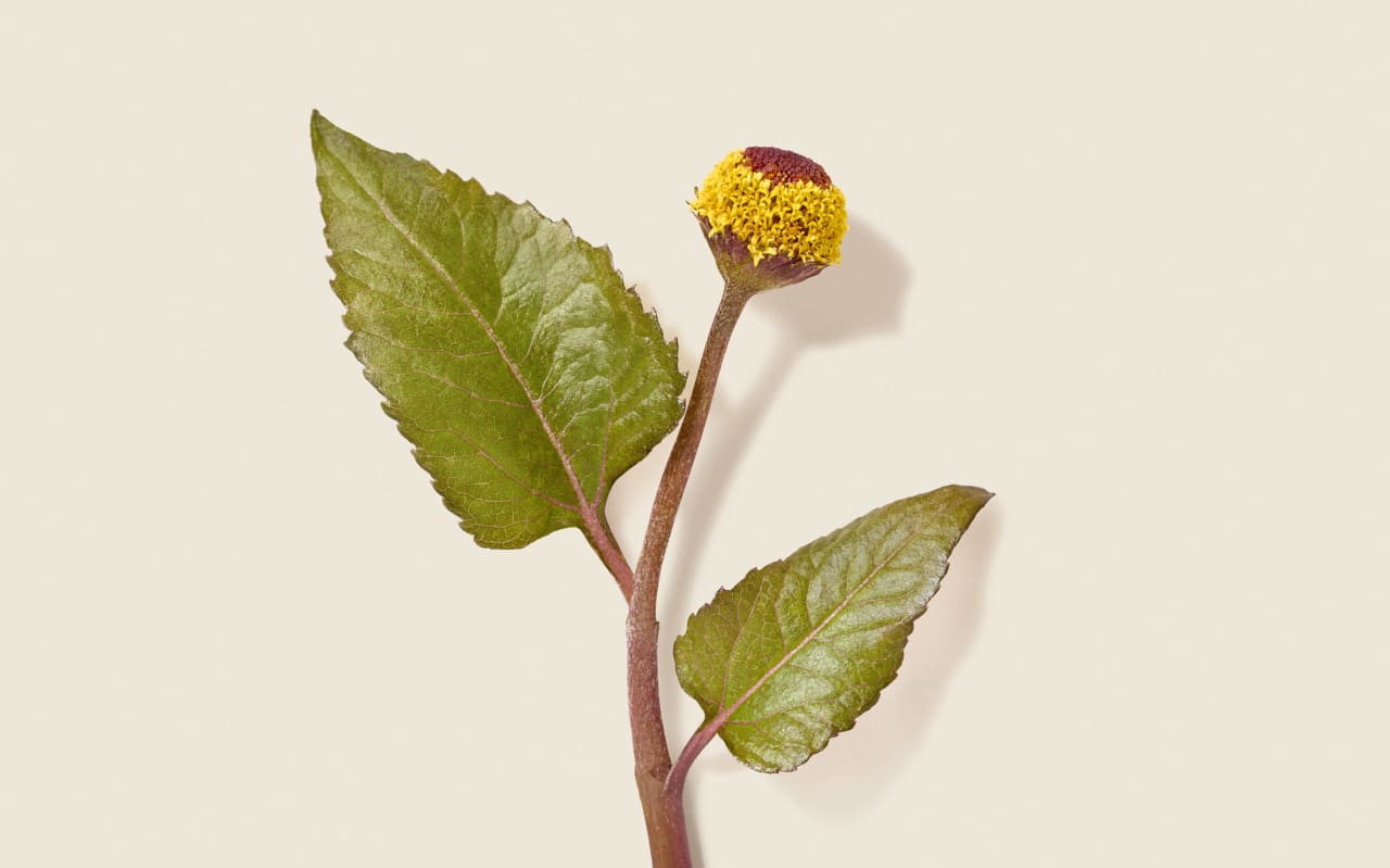 Spilanthes: l'attivo anti-età