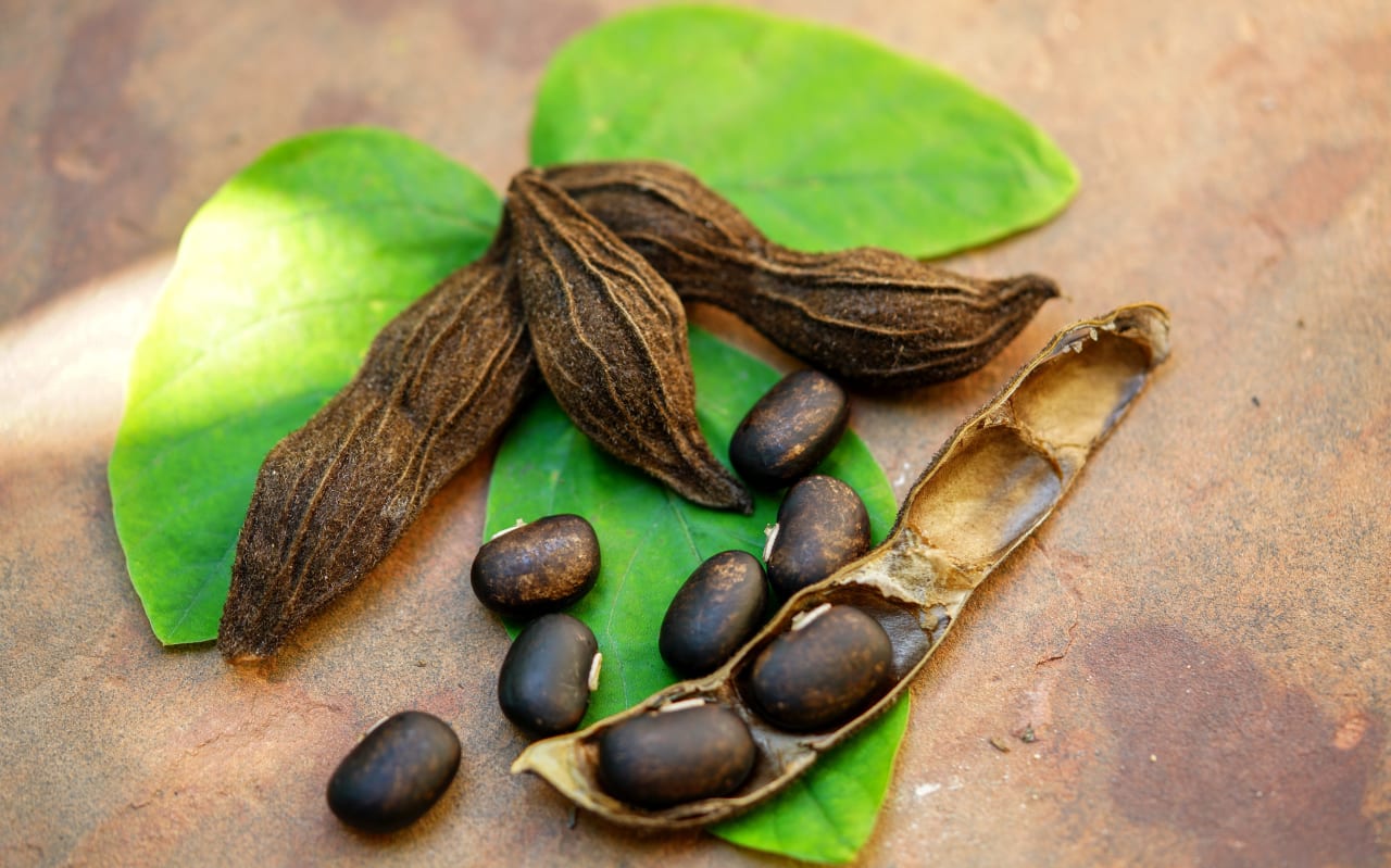 Quels sont les bienfaits du Mucuna ?