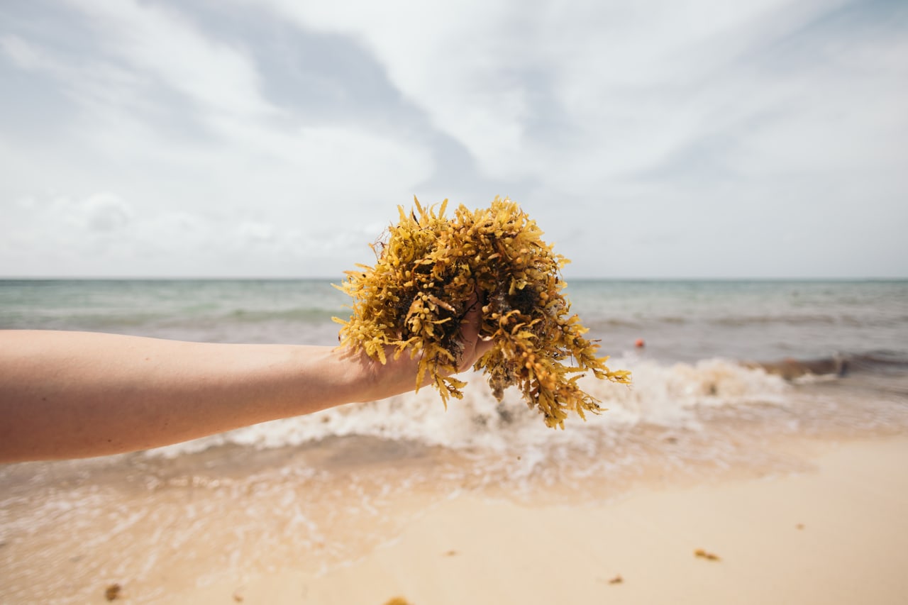 Alga Sargassum: proprietà e benefici
