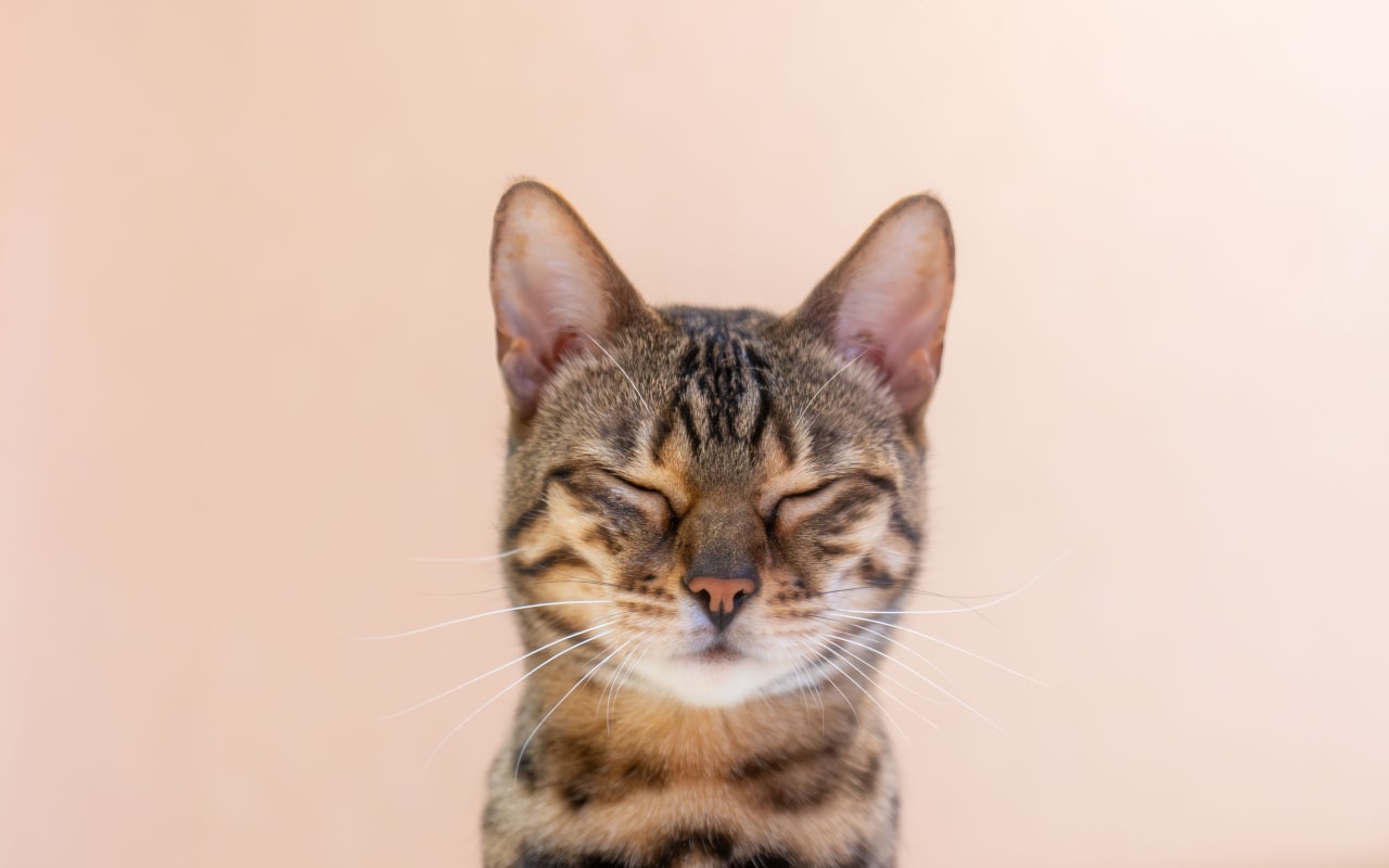Éloigner les chats de sa maison : techniques et astuces naturelles