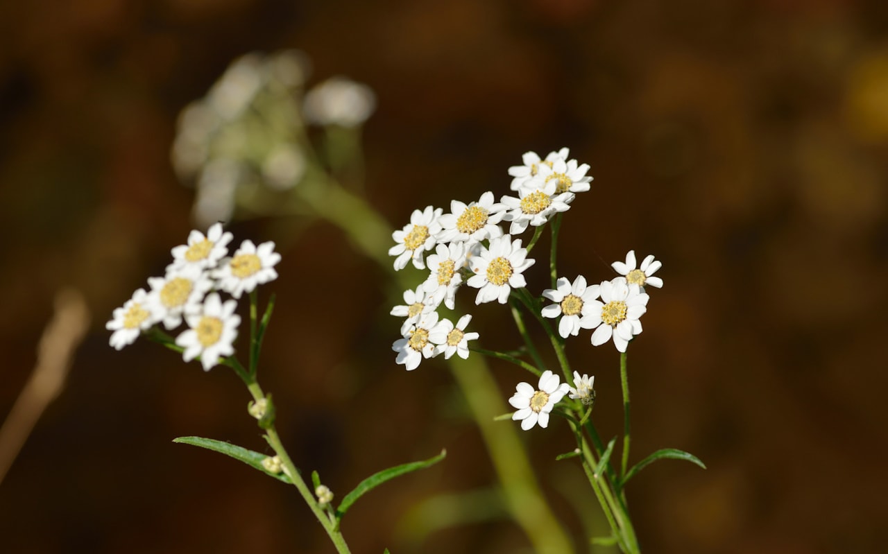 Achillée sternutatoire (Achillea ptarmica) : définition, propriétés et bienfaits