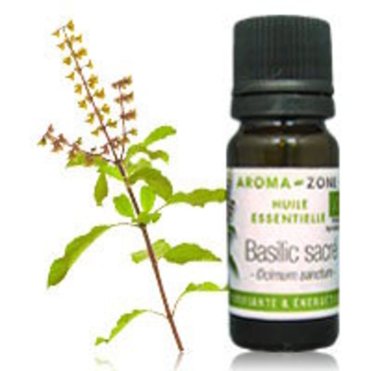 Basilic Tropical
