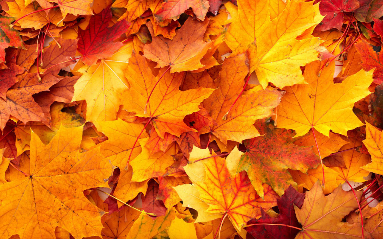 L’automne arrive : comment booster ses défenses naturellement ?
