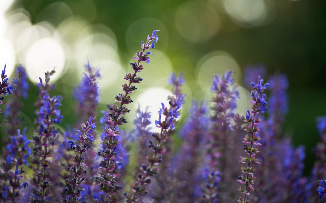 Sauge russe (Perovskia atriplicifolia) : définition, propriétés et bienfaits