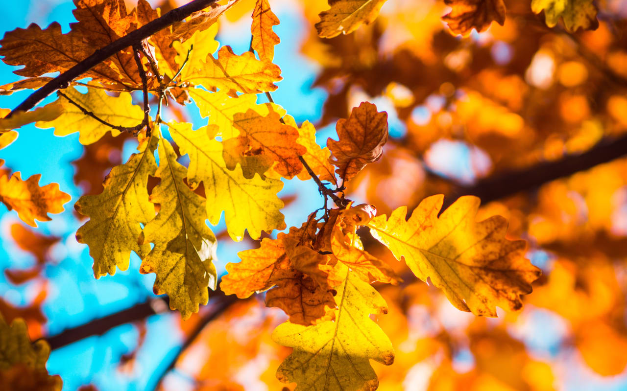 Comment et pourquoi utiliser les feuilles de chêne ?
