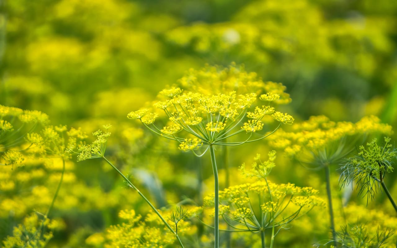 Fenouil pour la digestion : quels bienfaits ?
