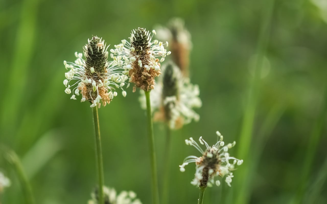 Plantain lancéolé (Plantago lanceolata) : définition, propriétés et bienfaits