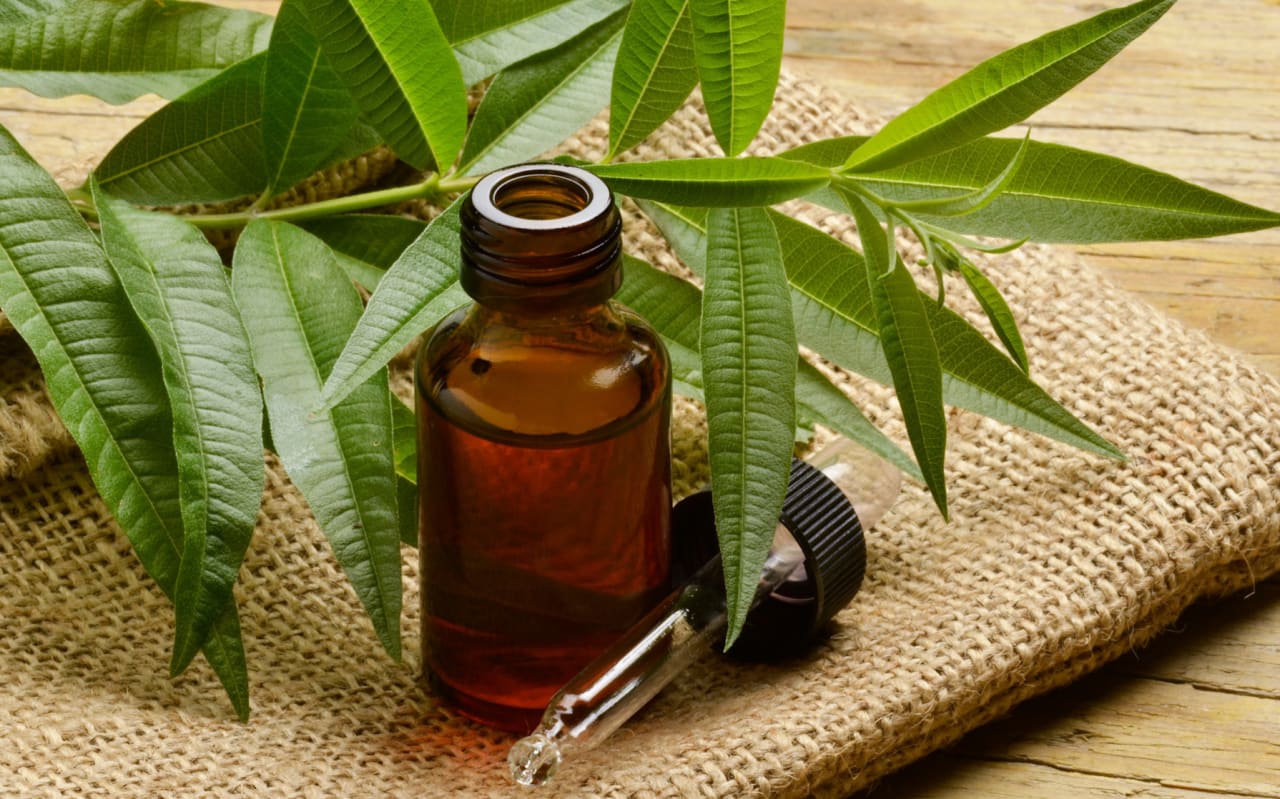 Verveine officinale : Propriétés, bienfaits et utilisations