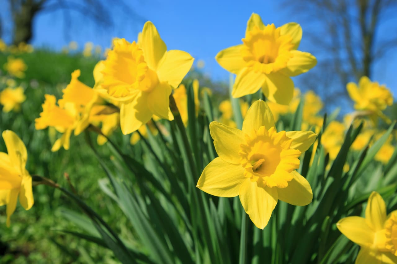 Narcisse (Narcissus pseudonarcissus) : définition, propriétés et bienfaits