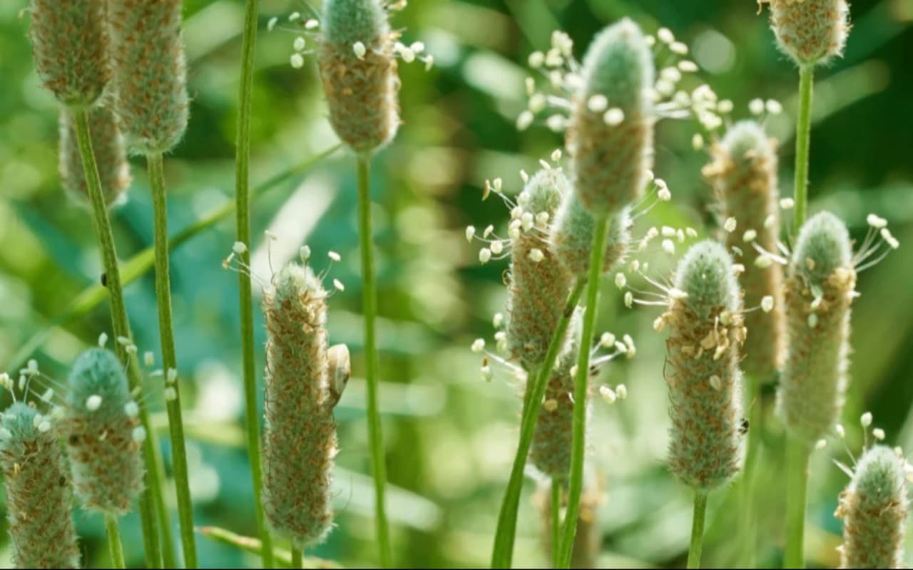 Actif naturel : Le psyllium 