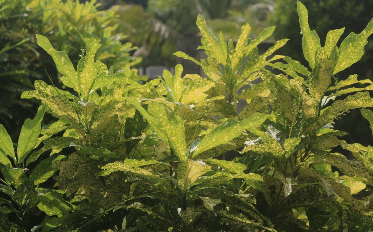 Croton (Croton tiglium) : définition, propriétés et bienfaits
