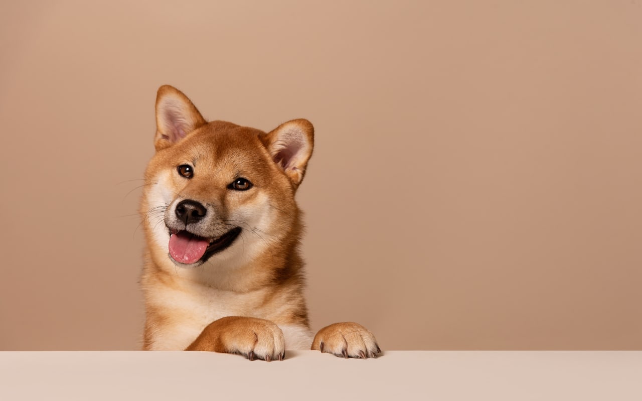 Odeur de chien à la maison : Comment s'en débarrasser ?