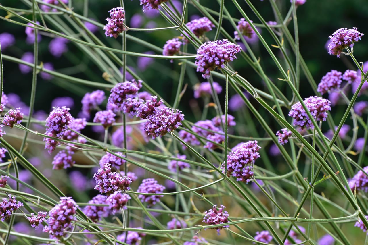 La Verveine (Verbena) : ses bienfaits et nos conseils de préparation