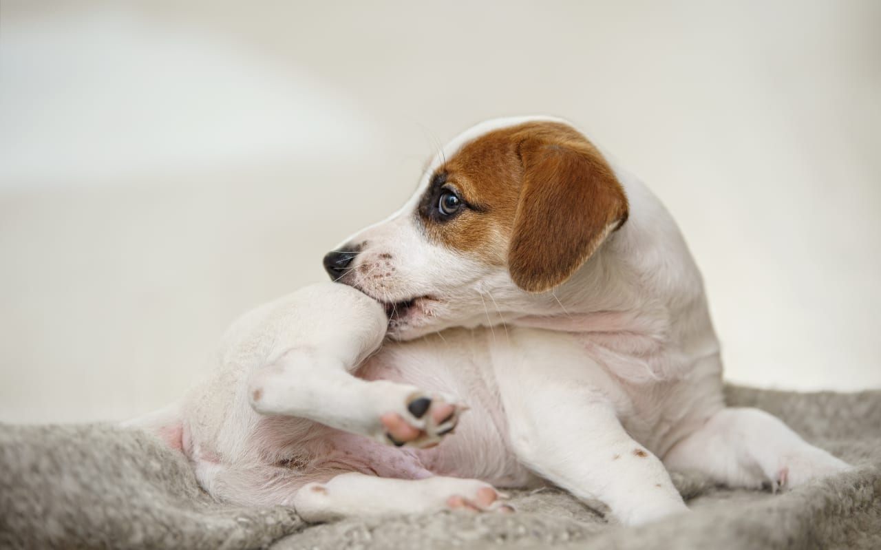 Quel anti-puce naturel pour les chiens ?