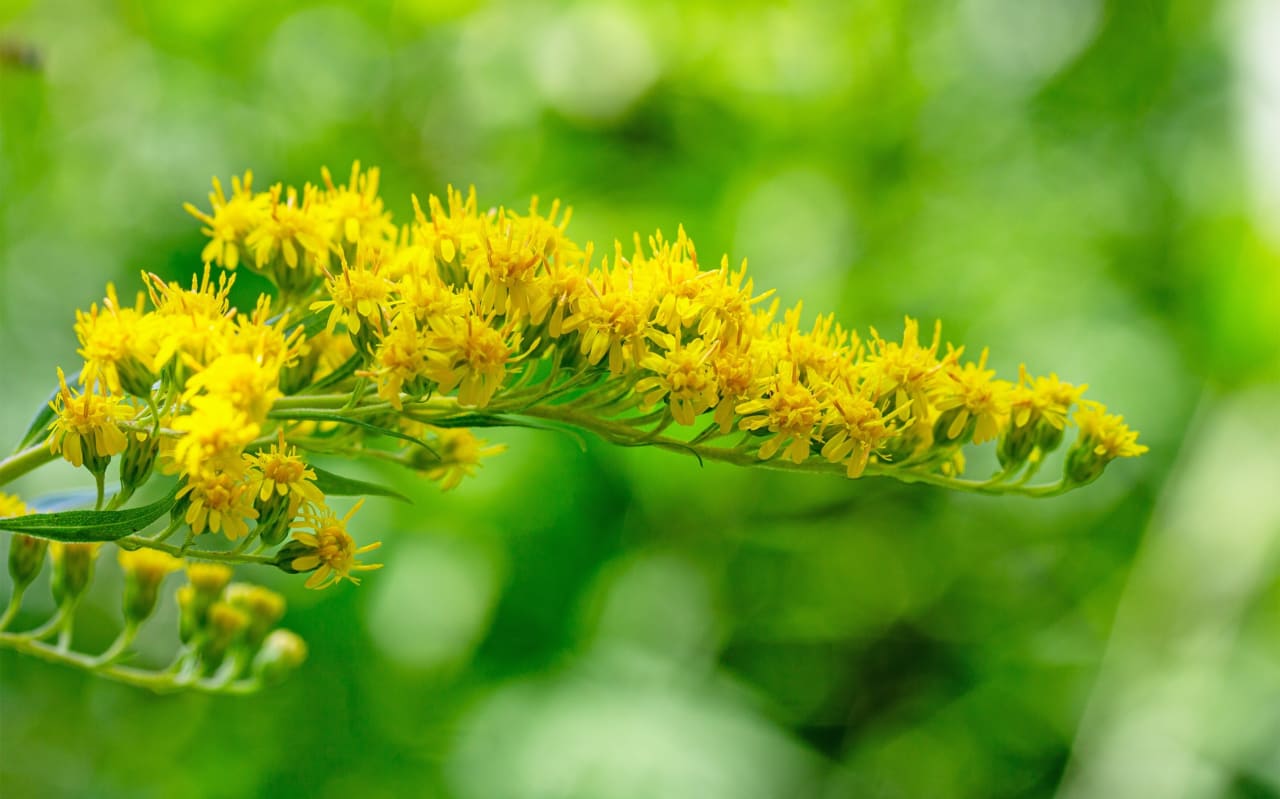 Quels sont les bienfaits de la rhodiola et comment l’utiliser ?