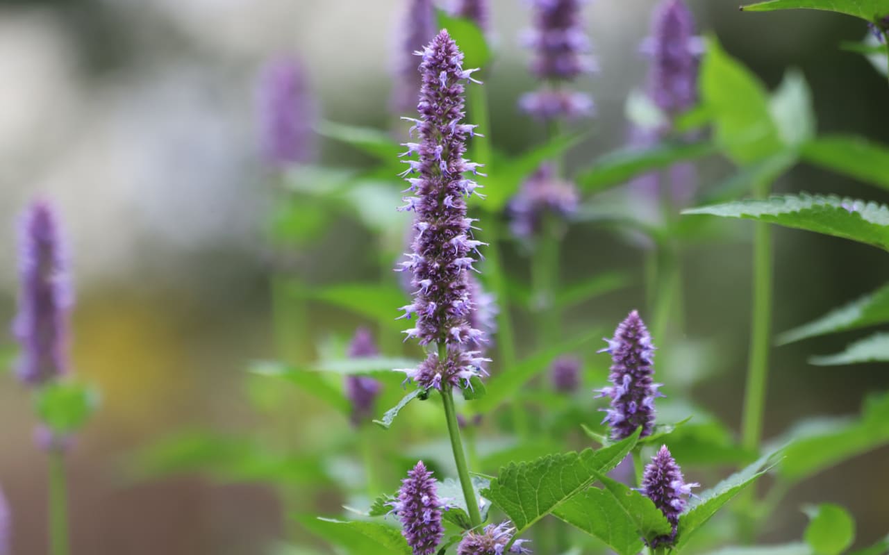 Agastache (Agastache rugosa) : Définition, propriétés et bienfaits