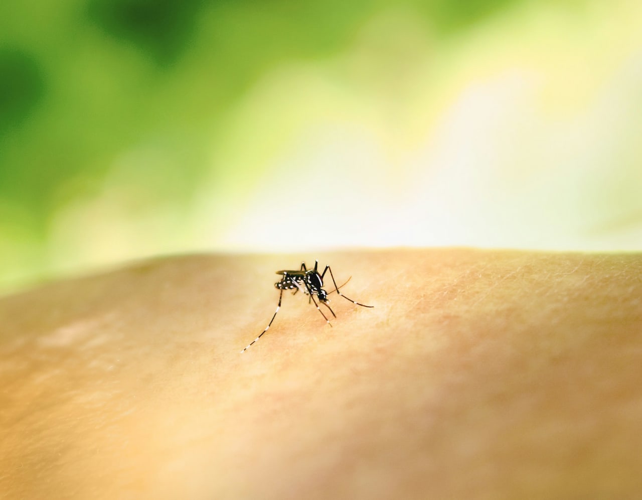Les causes d'une peau sujette aux piqûres d'insectes
