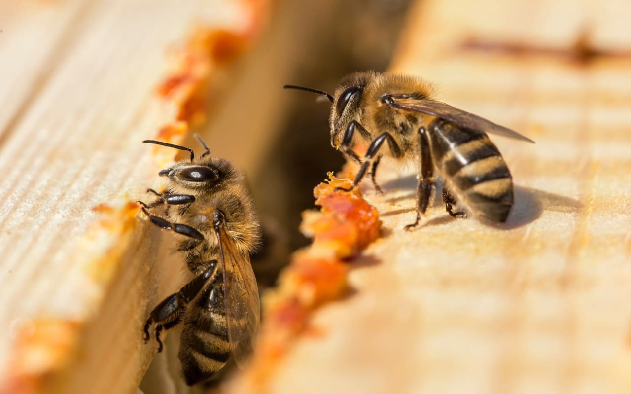 Propolis: what is it?