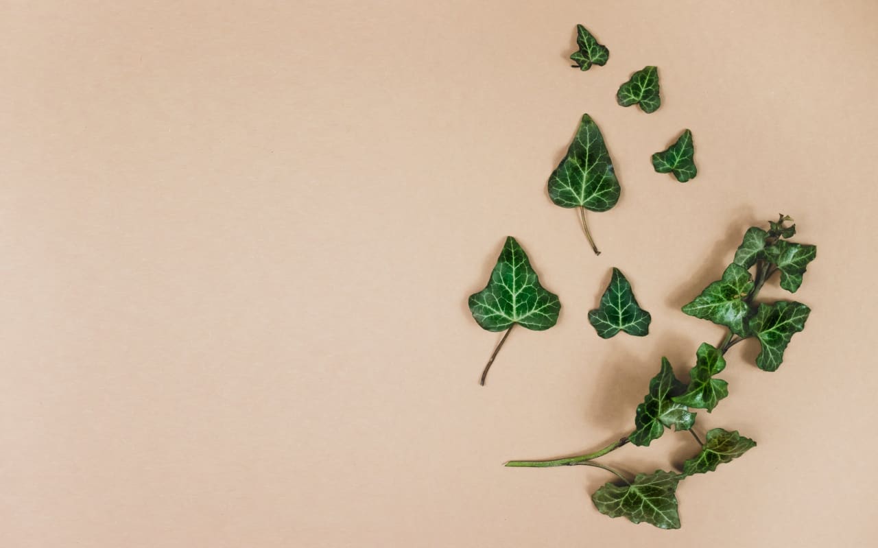 Lierre grimpant (Hedera helix) : définition, propriétés et bienfaits