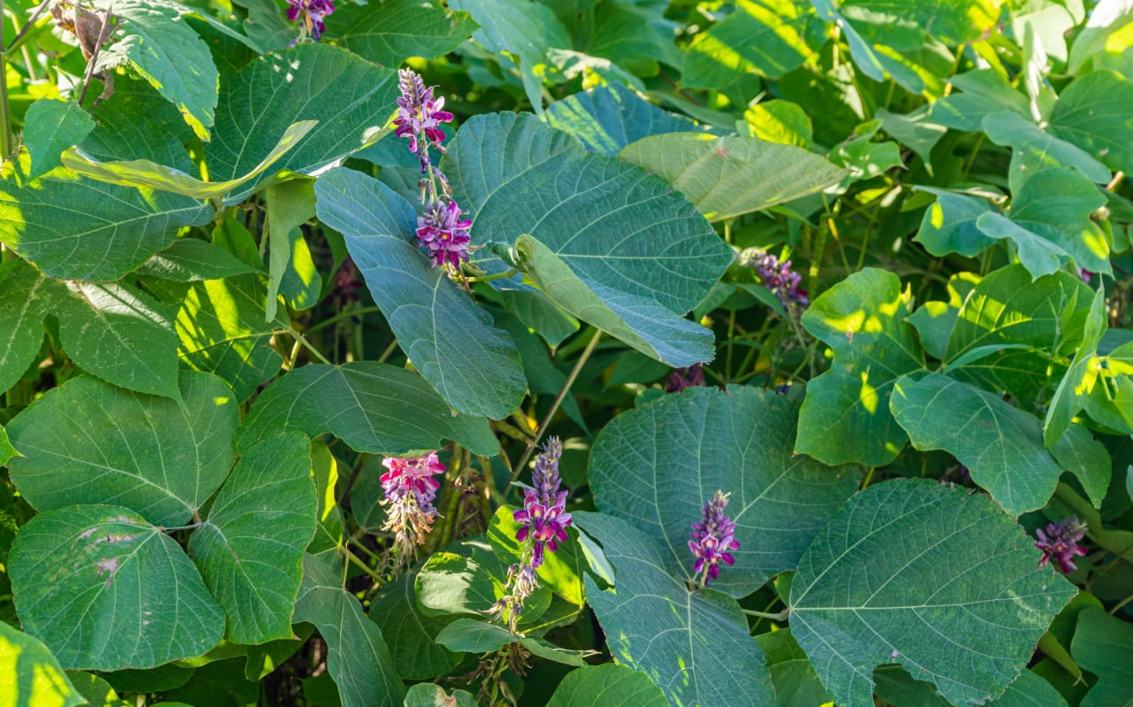 Kudzu (Pueraria lobata) : définition, bienfaits, utilisations